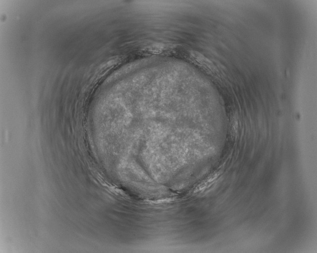 X0000075381105200609291544