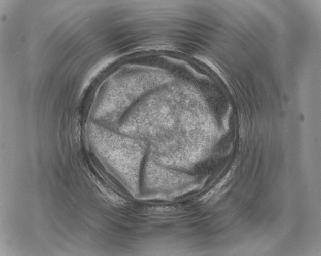 X0000075381115200609291544