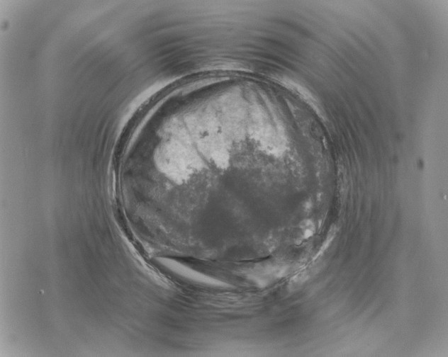 X0000075381125200609291544