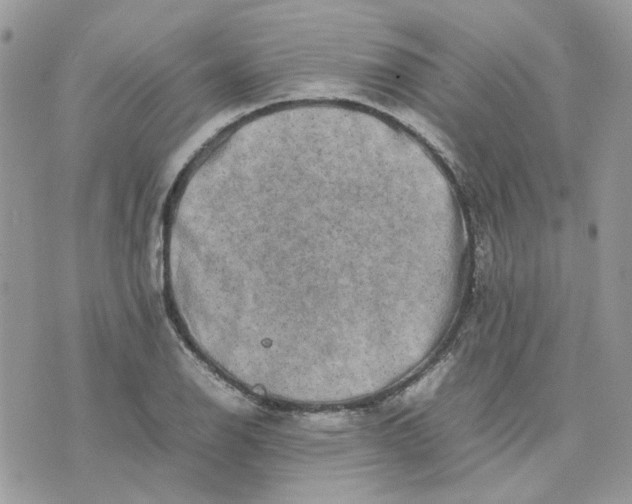 X0000075381126200609291544