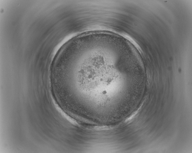 X0000075381142200609291544