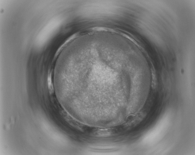 X0000075381198200609291543