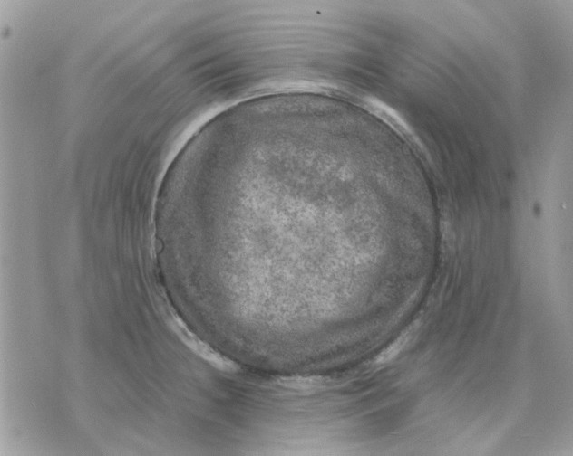 X0000075381236200609291543