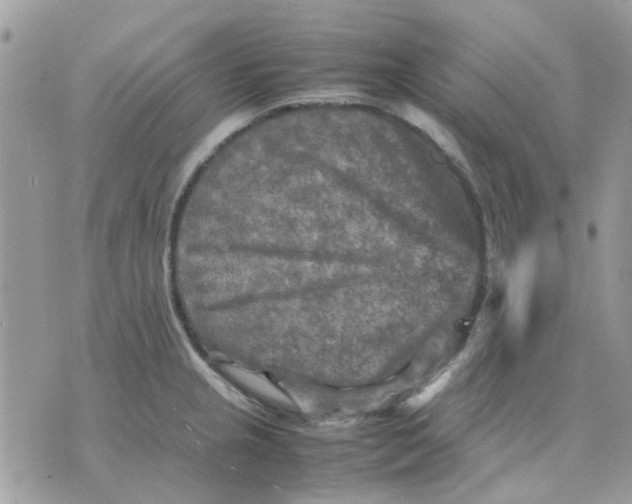 X0000075381237200609291543