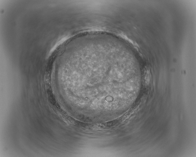 X0000075381255200609291542