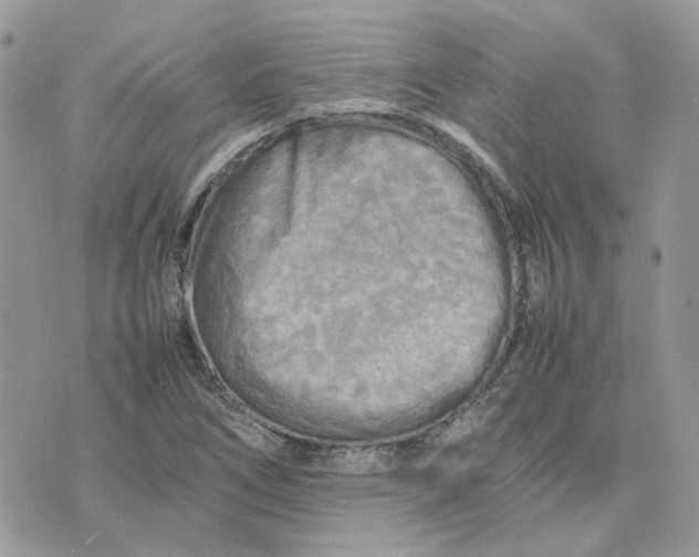 X0000075381266200609291542