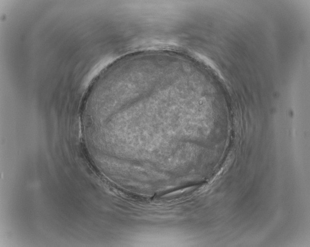 X0000075381267200609291542