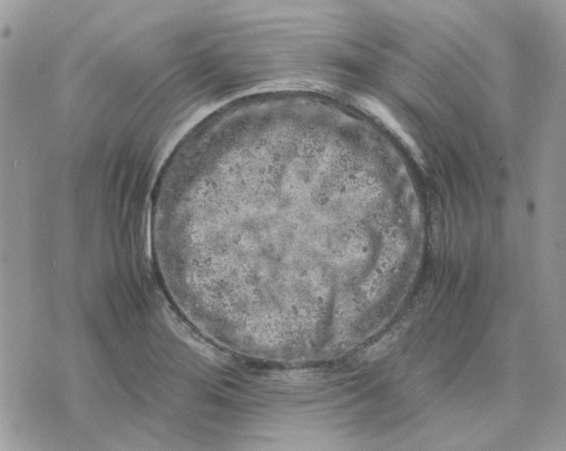 X0000075381276200609291542