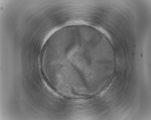 X0000075381382200609291540