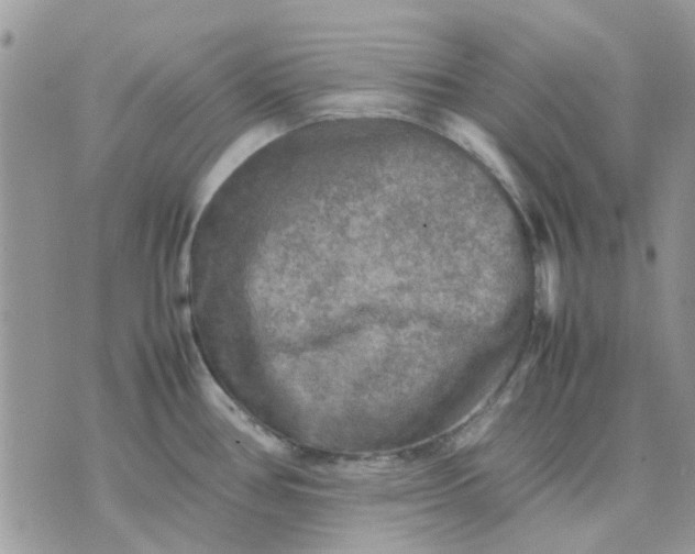 X0000075381386200609291540