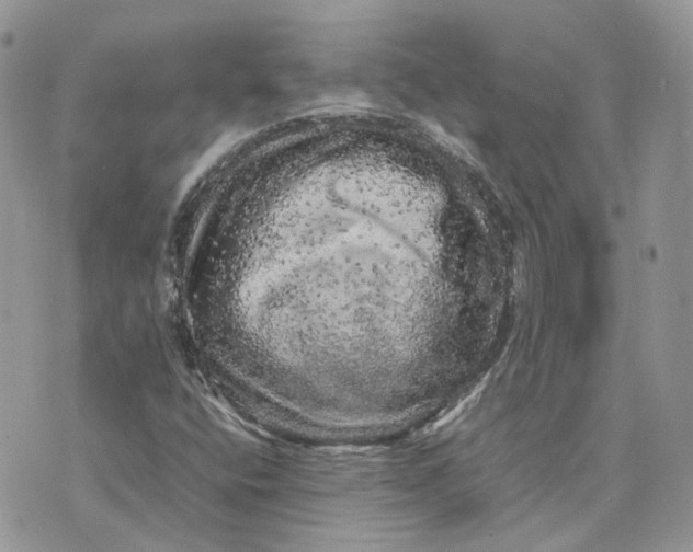 X0000075381400200609291539