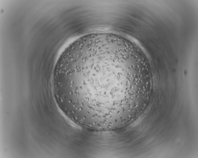 X0000075381432200609291540