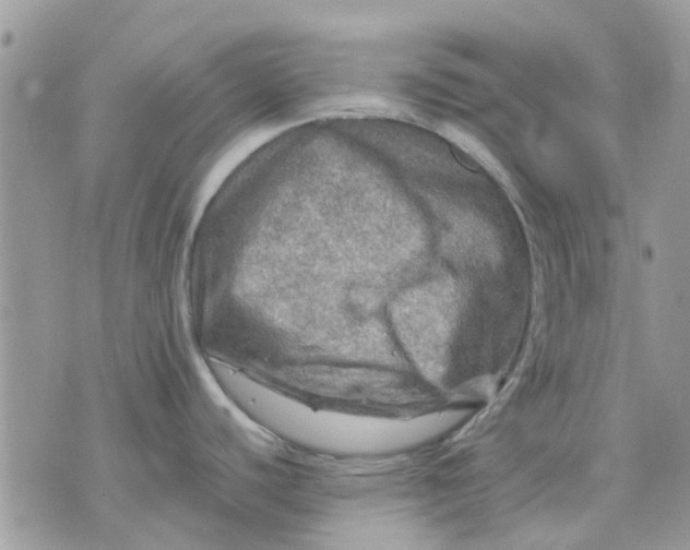 X0000075381440200609291540