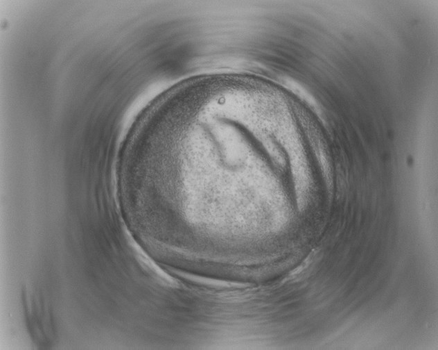 X0000075381480200609291538