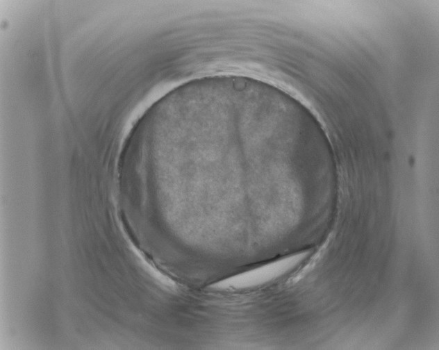 X0000075381525200609291538