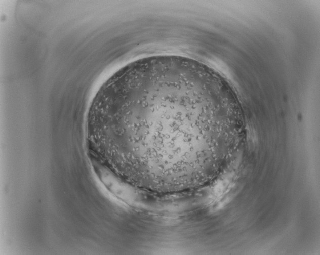 X0000075381528200609291538