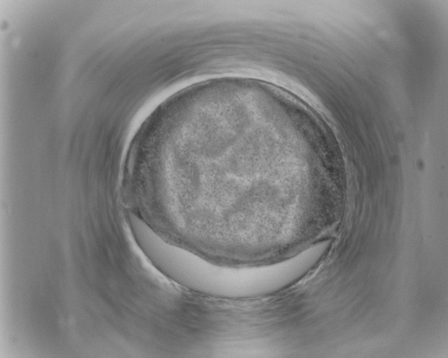 X0000075381536200609291538