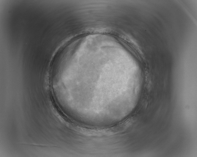 X0000075380012200610061851