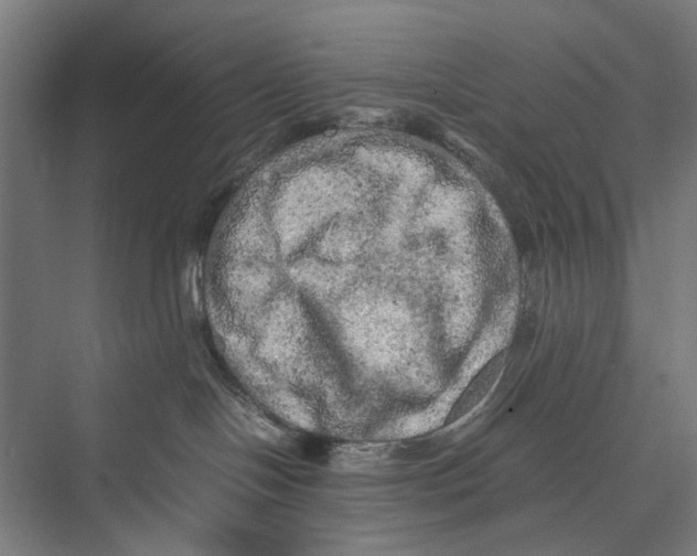 X0000075380094200610061850