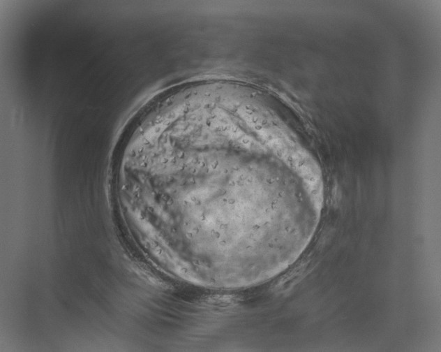 X0000075380152200610061848