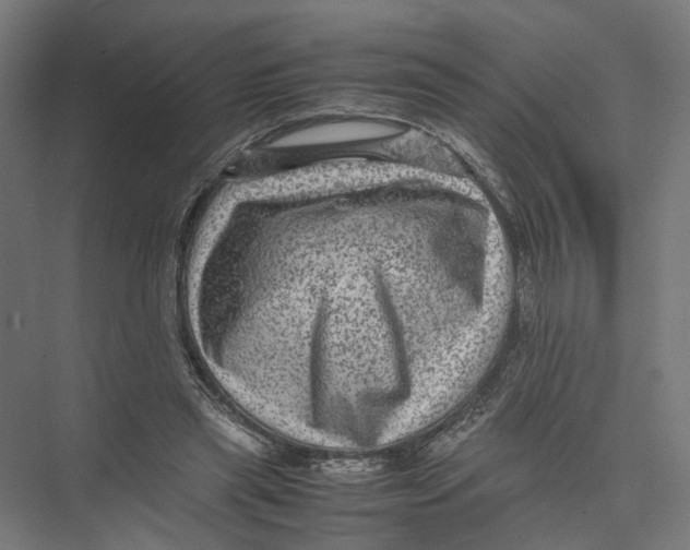 X0000075380445200610061843