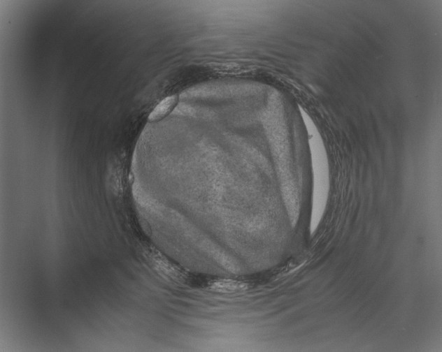 X0000075380515200610061842