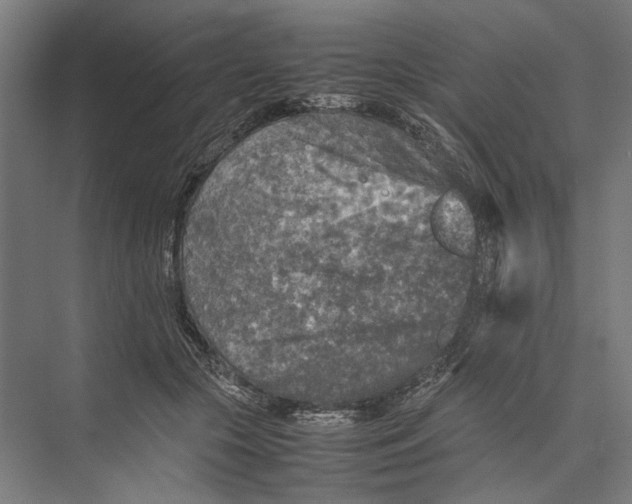 X0000075380553200610061841