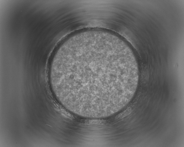 X0000075380832200610061836