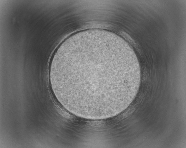 X0000075380836200610061837