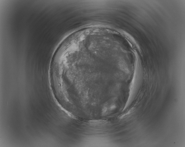 X0000075380863200610061837