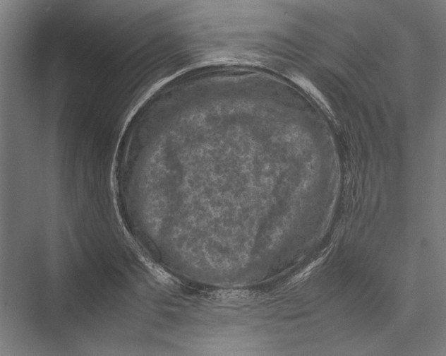 X0000075380893200610061836