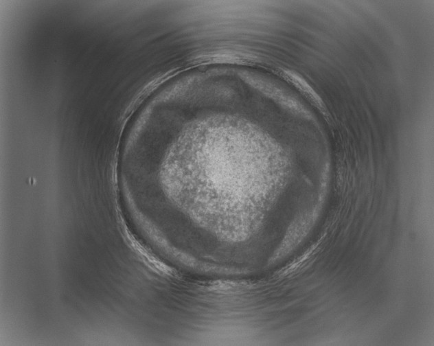 X0000075380938200610061835