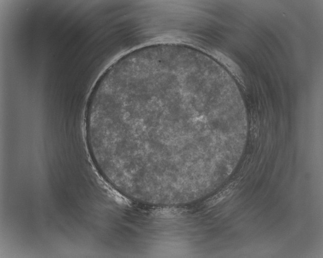 X0000075380950200610061835