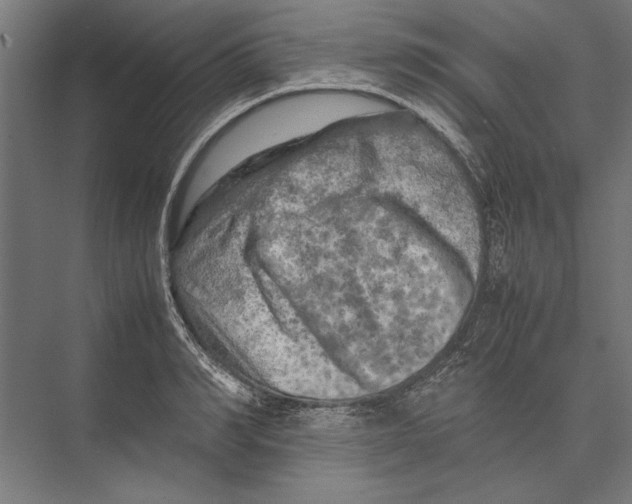 X0000075380990200610061834