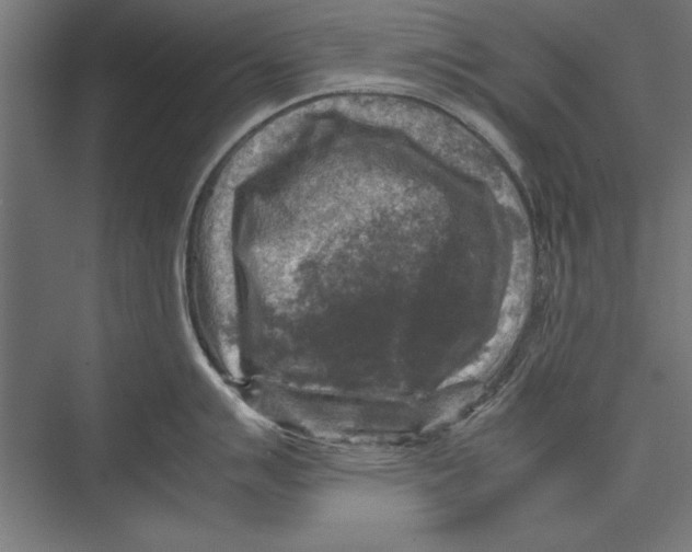 X0000075381007200610061834