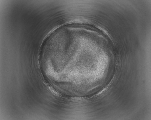 X0000075381018200610061833