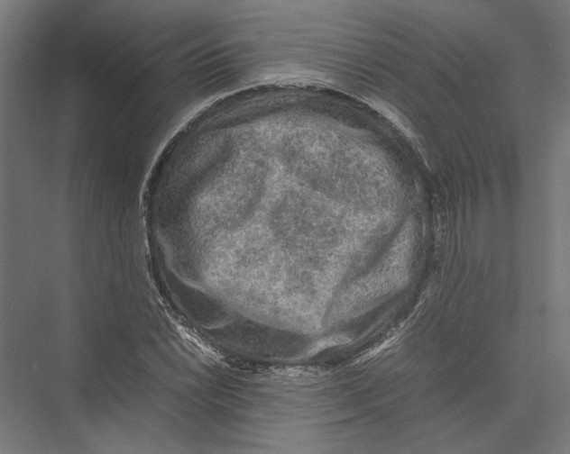 X0000075381022200610061833