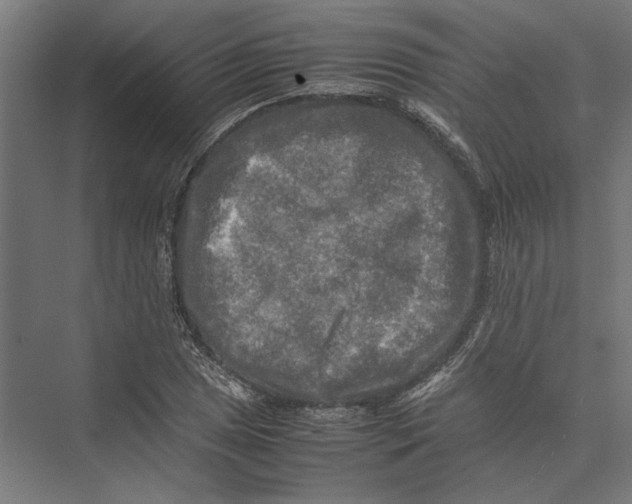 X0000075381025200610061833