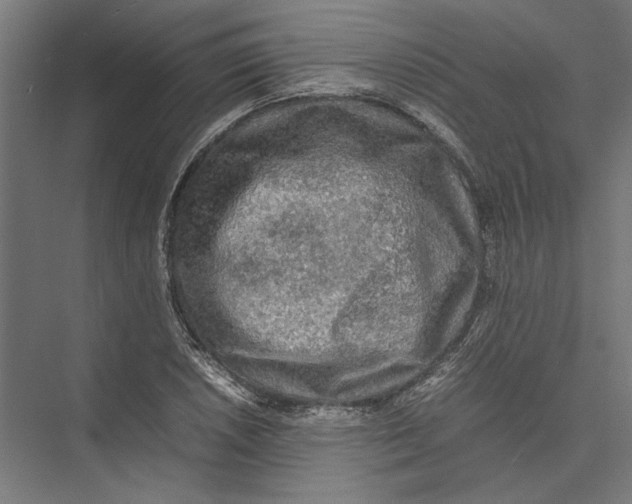 X0000075381026200610061833