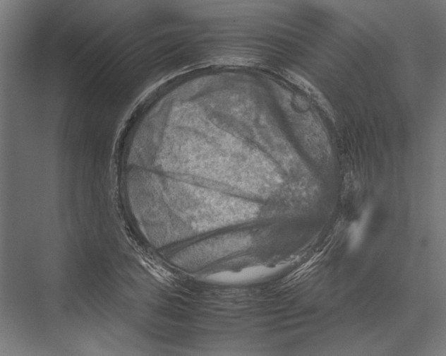 X0000075381027200610061833