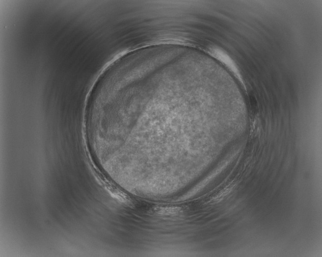 X0000075381043200610061834