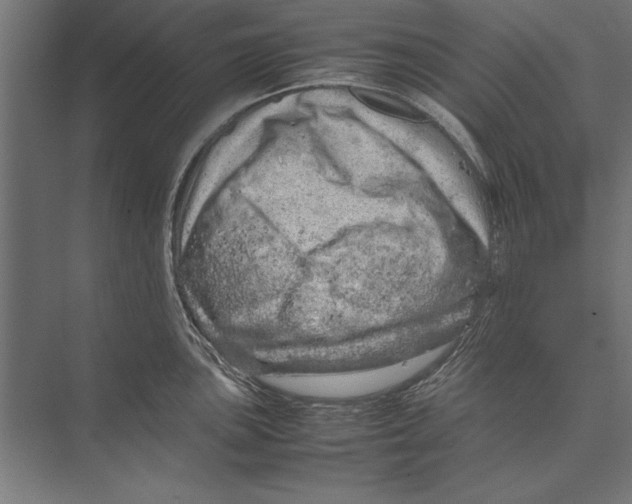 X0000075381051200610061834