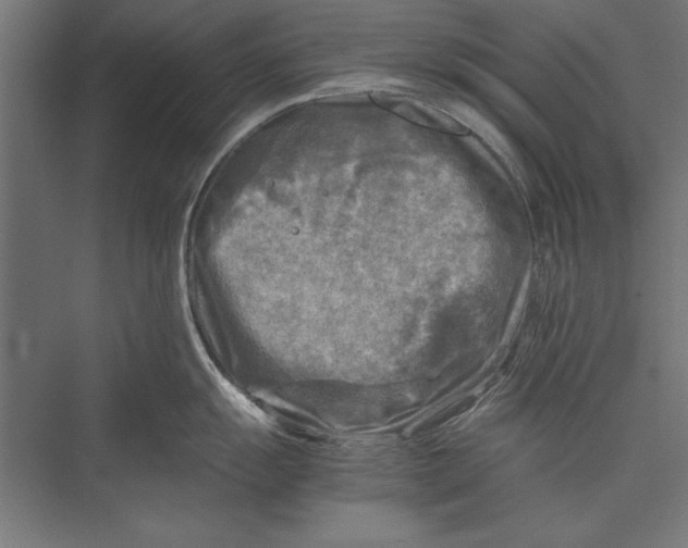 X0000075381055200610061834