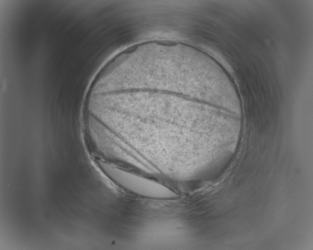 X0000075381056200610061834