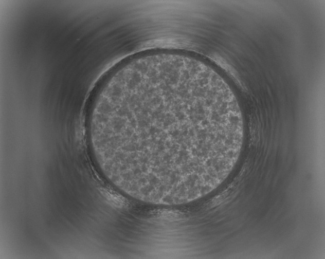 X0000075381070200610061833