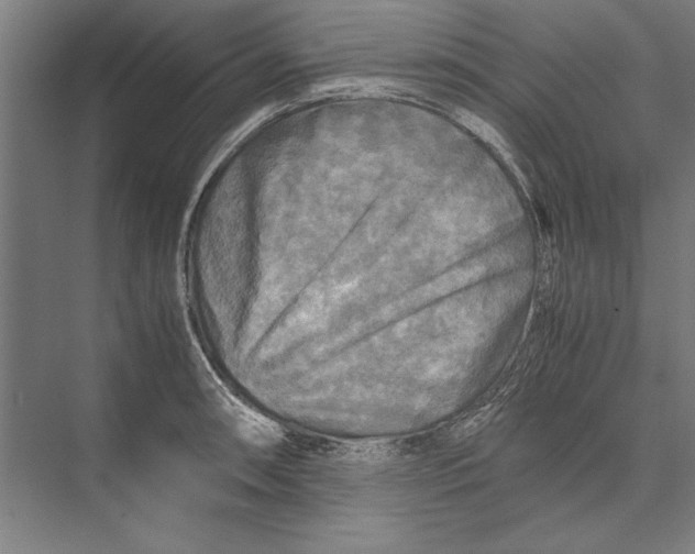 X0000075381090200610061832