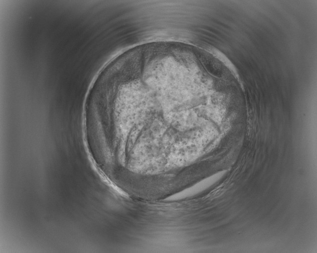 X0000075381096200610061832