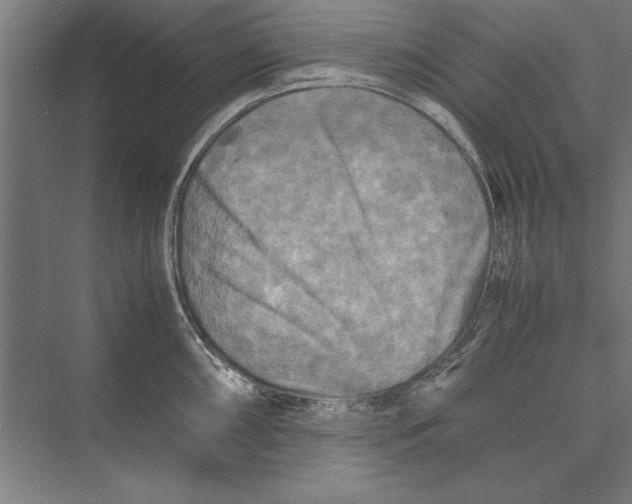 X0000075381098200610061832