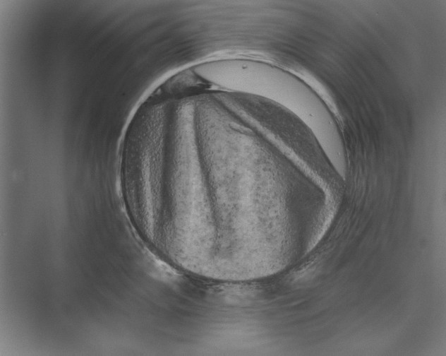 X0000075381102200610061832