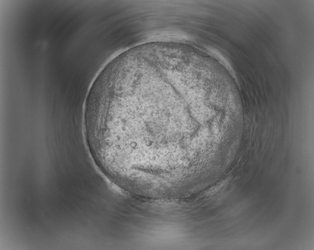 X0000075381103200610061832